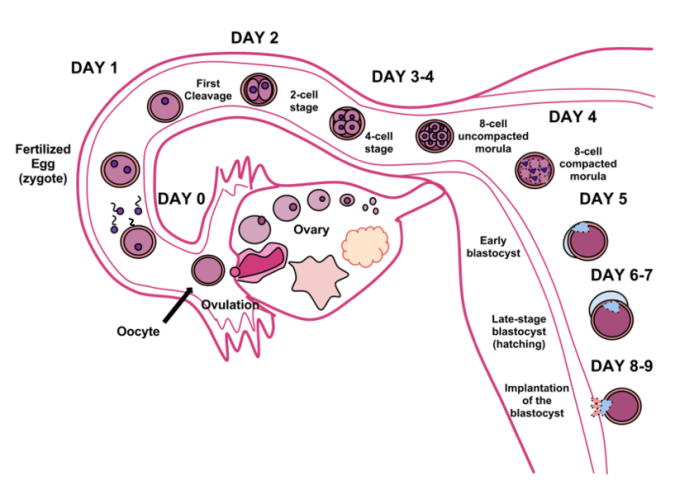 An images showing t role of fallopian tubes in fertilisation and pregnancy. 